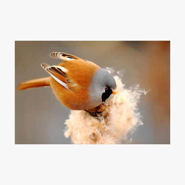 Item preview, Bearded Tit designed and sold by CBoyle.