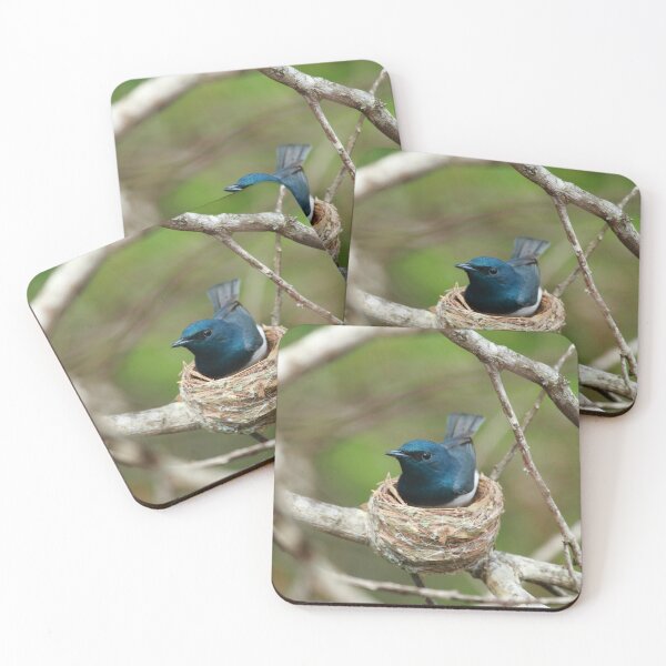 Item preview, Satin Flycatcher (Male) designed and sold by CBoyle.