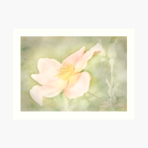 Apricot Rose Art Print