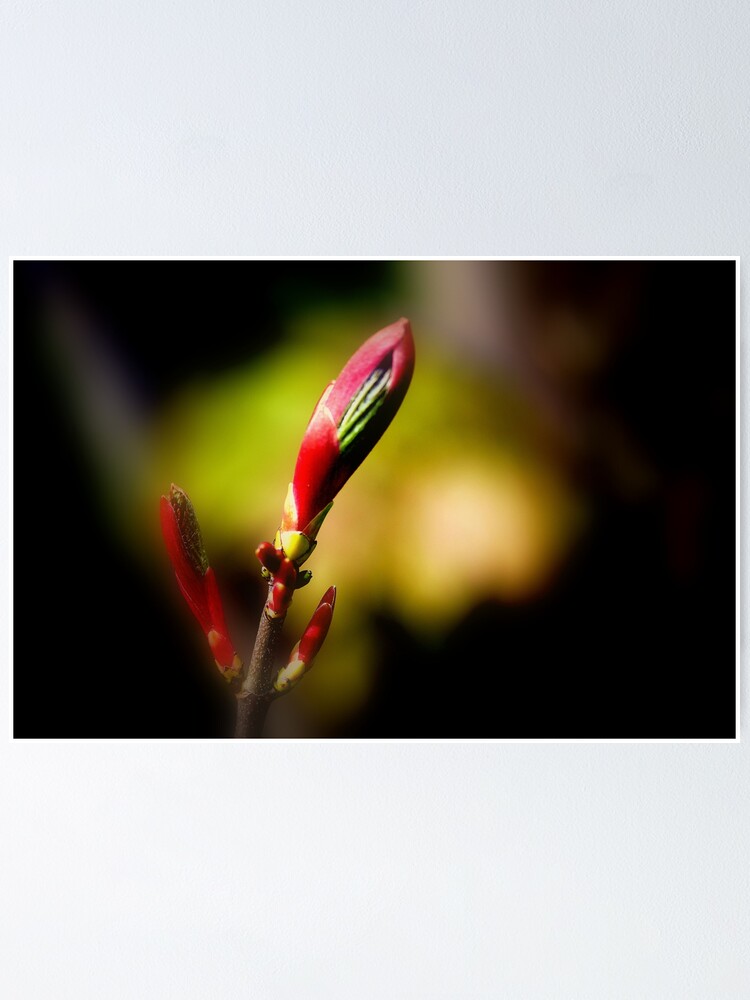 Thumbnail 1 of 3, Poster, Spring Buds designed and sold by stanowen.