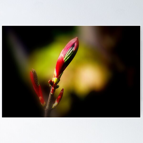 Item preview, Spring Buds designed and sold by stanowen.