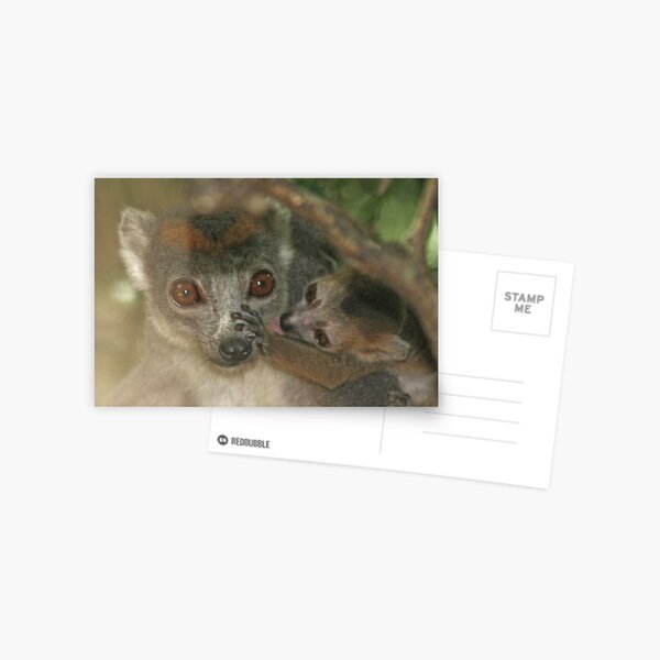 Mother's nose Postcard