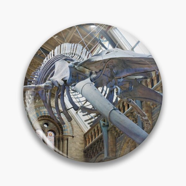 Item preview, Natural History Blue Whale Skeleton  designed and sold by samjsphoto.