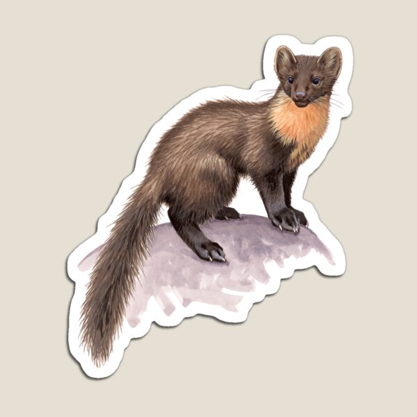 Pine Marten Magnet