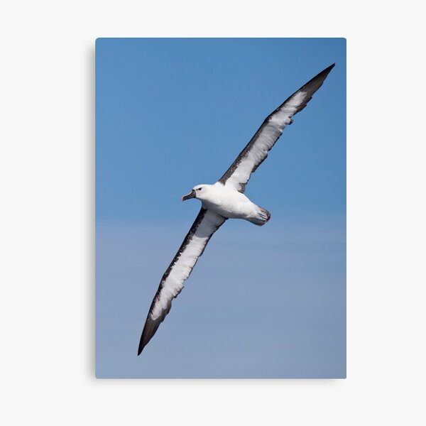 Item preview, Yellow-nosed Albatross in classic pose designed and sold by Canbies.