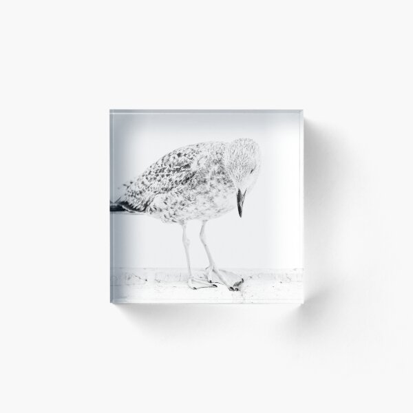Mouette Bloc acrylique