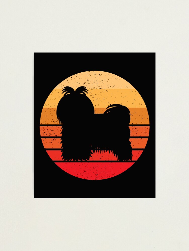 Sunset shih shops tzu