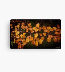 Fagus Canvas Print