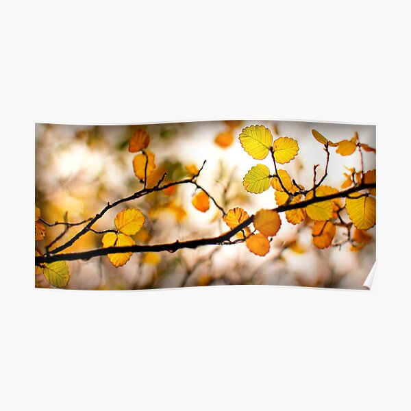 A Tasmanian Autumn Poster