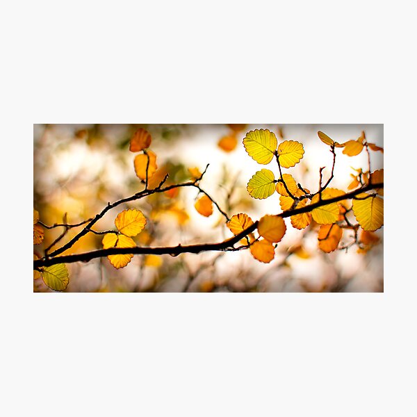 Item preview, A Tasmanian Autumn designed and sold by Jocelyn  Parry-Jones.