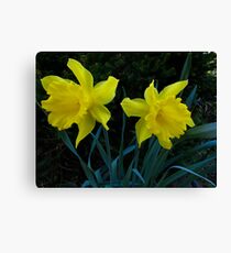 LittleYellow glories Canvas Print