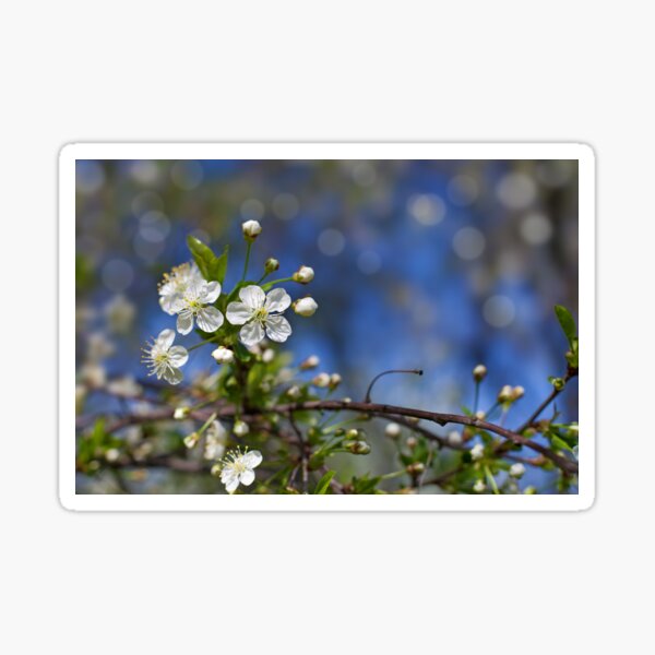 apple blossom against blue sky Sticker