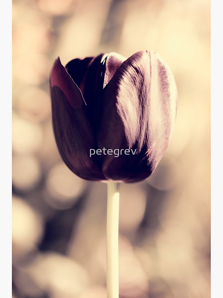 Day 295 - 30th April 2012 by petegrev