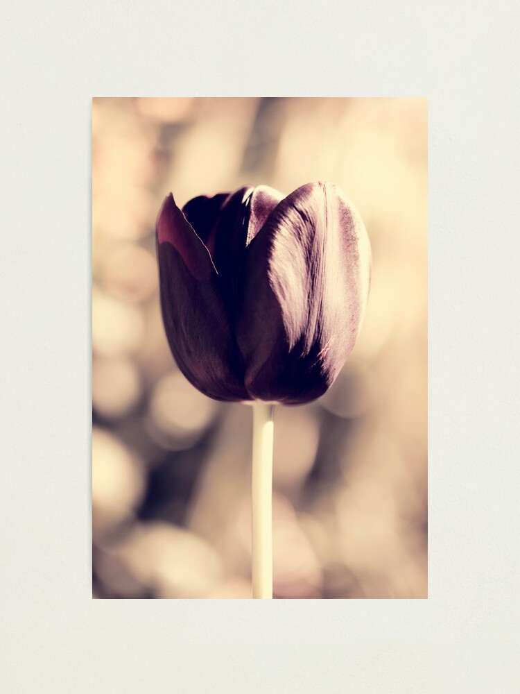 Alternate view of Day 295 - 30th April 2012 Photographic Print
