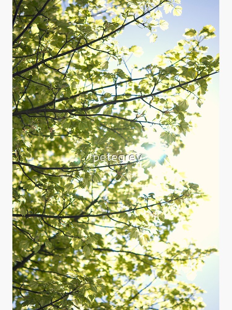 Day 296 - 1st May 2012 by petegrev