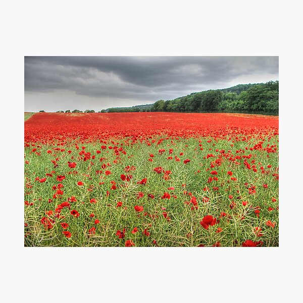Item preview, Poppy Field designed and sold by Kim Slater.