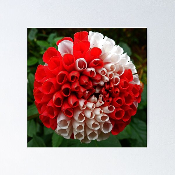 Item preview, War of the Roses Dahlia designed and sold by Yampimon.