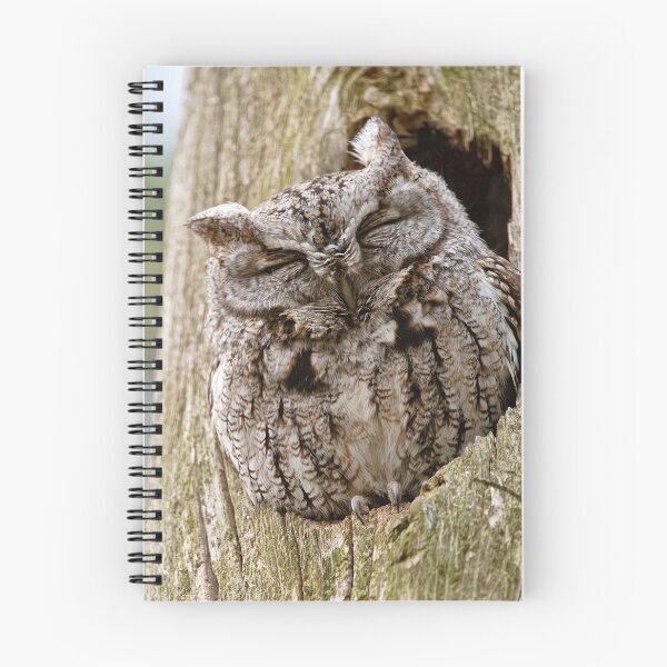 Item preview, Sleeping Screech Owl designed and sold by Michael Cummings.