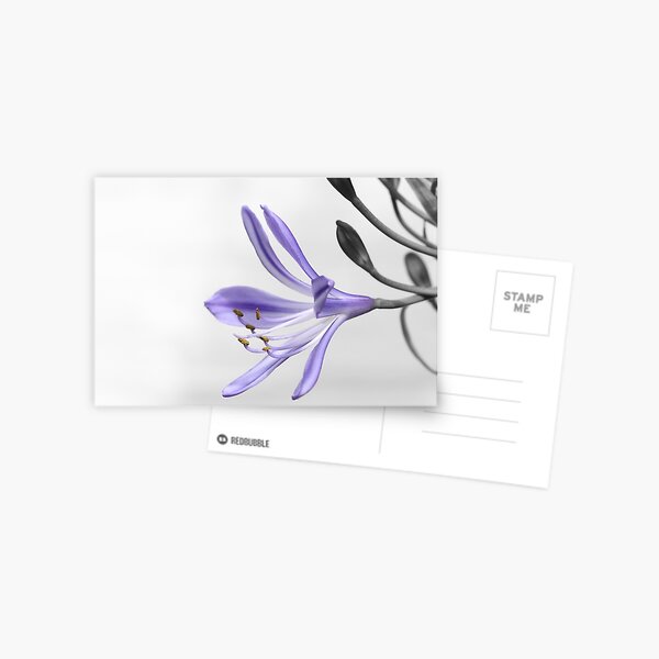 Purple Agapanthus  Postcard