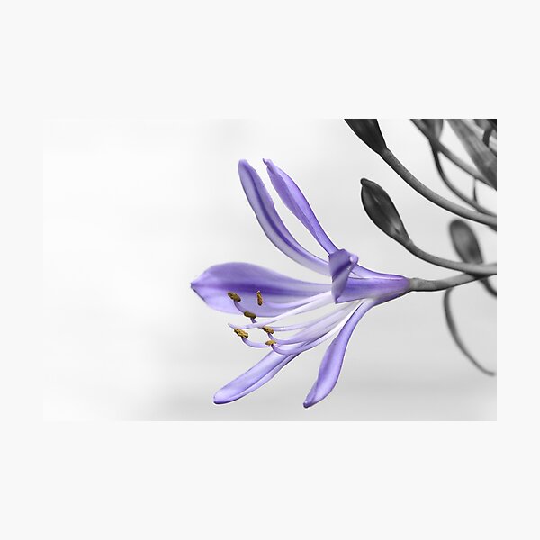 Purple Agapanthus Photographic Print