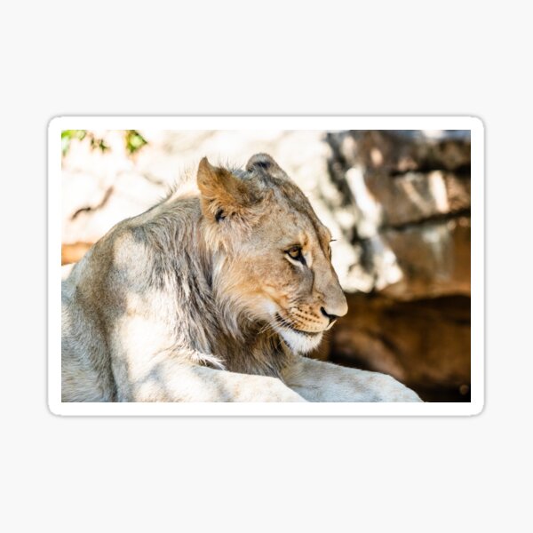 Young Male Lion Portrait Sticker
