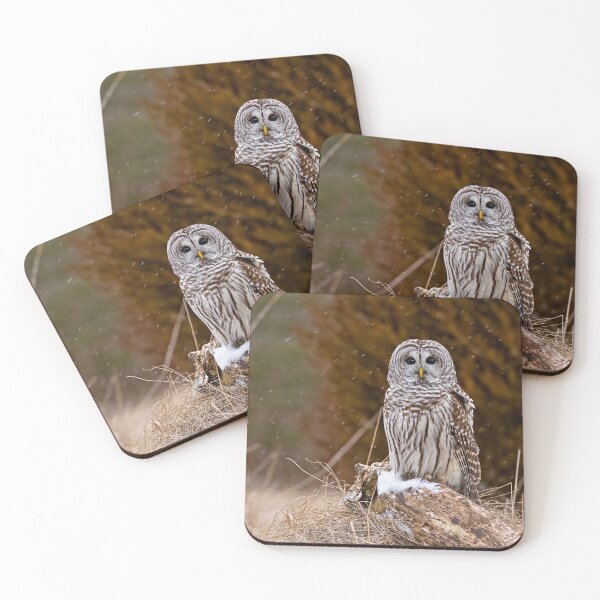 Item preview, Barred Owl on log designed and sold by Michael Cummings.