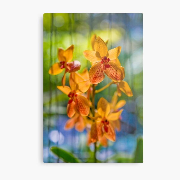 Orchidees flottantes Metal Print