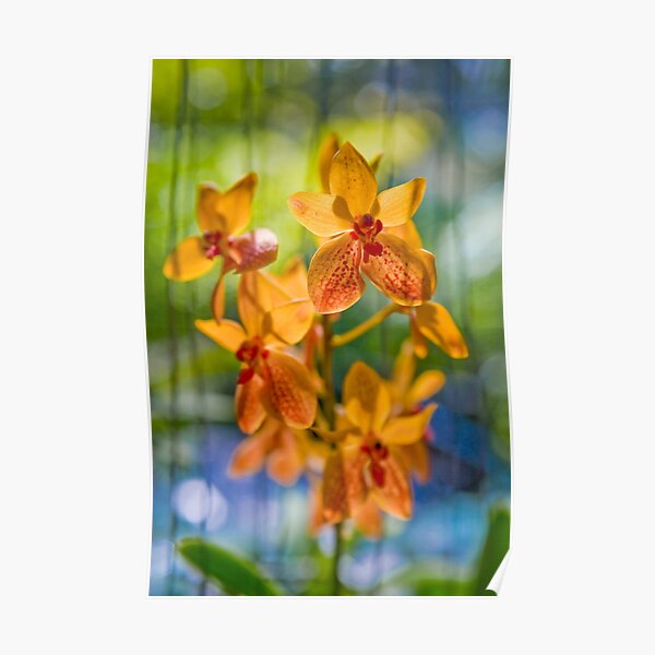 Orchidees flottantes Poster