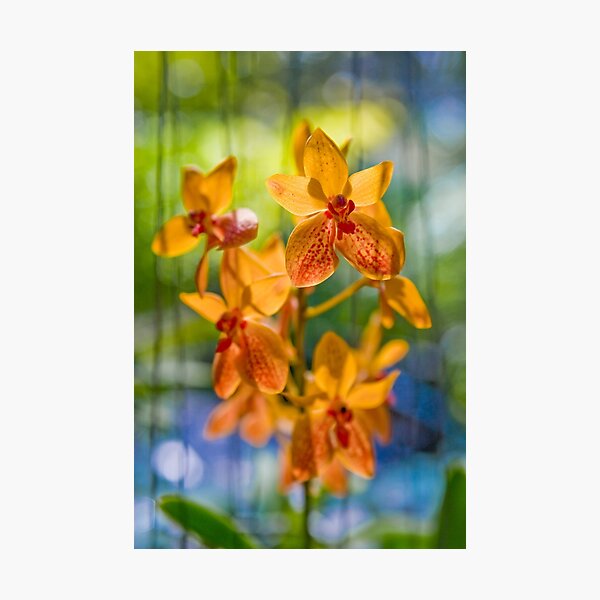 Orchidees flottantes Photographic Print