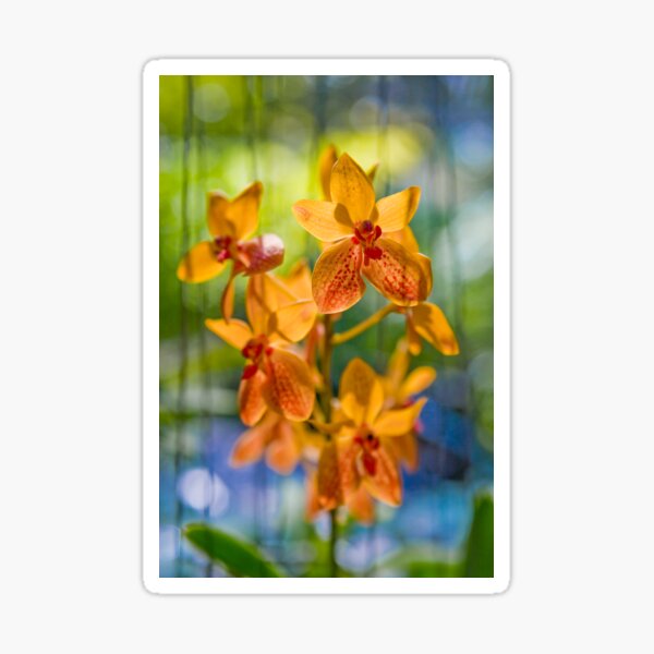 Orchidees flottantes Sticker