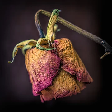 Artwork thumbnail, Bloom by RJDowns