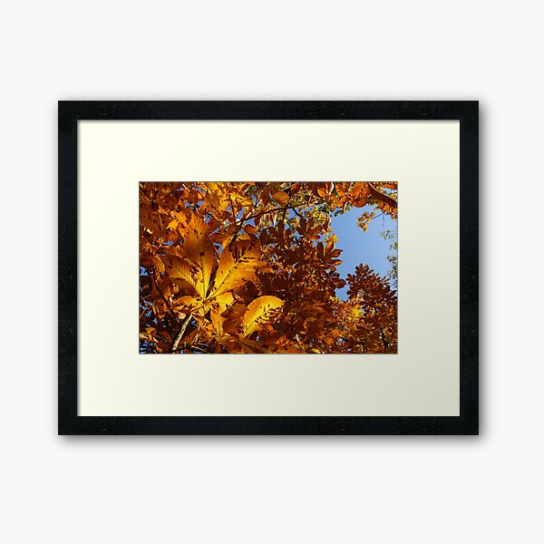Framed Print