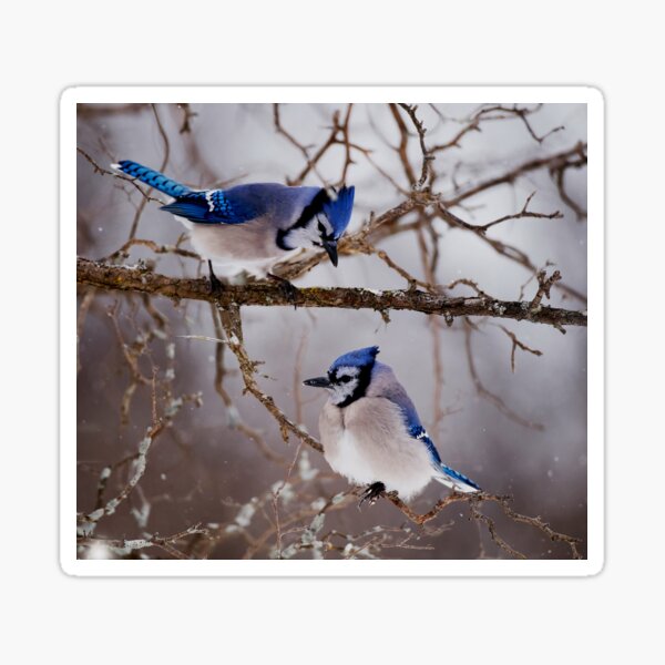 Blue Jays - Shirley's Bay, Ottawa Sticker