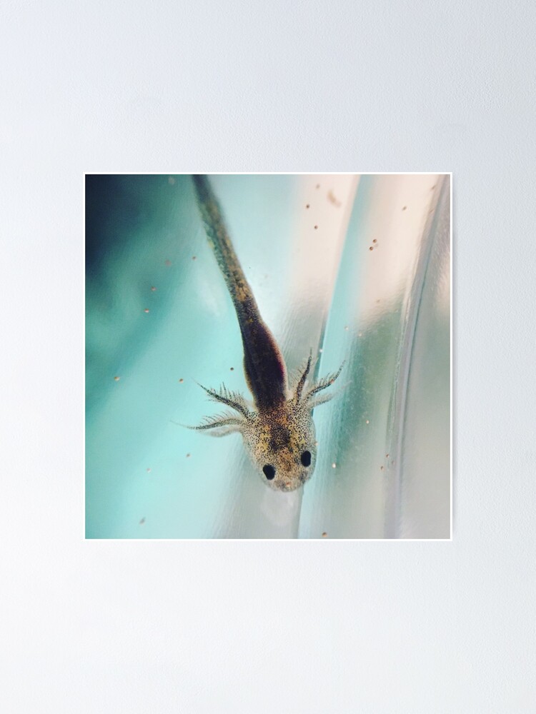 Baby Axolotl Poster By Janellesbelles Redbubble