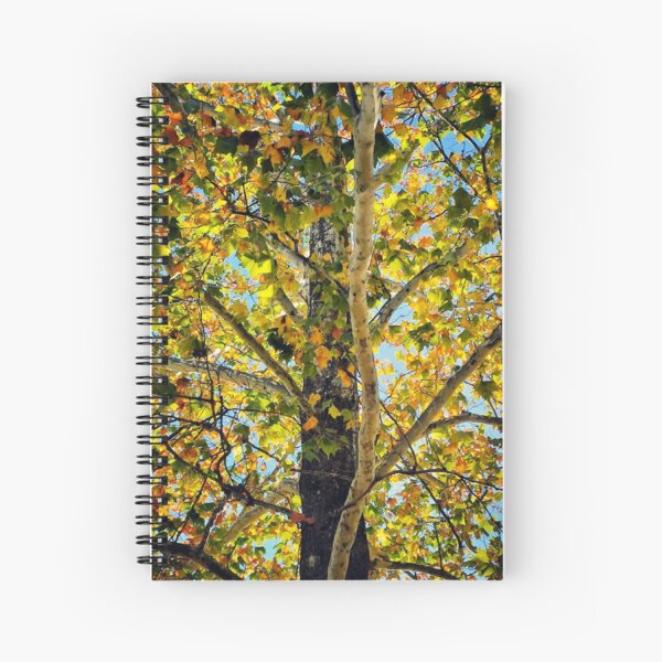Autumn Sycamore Spiral Notebook