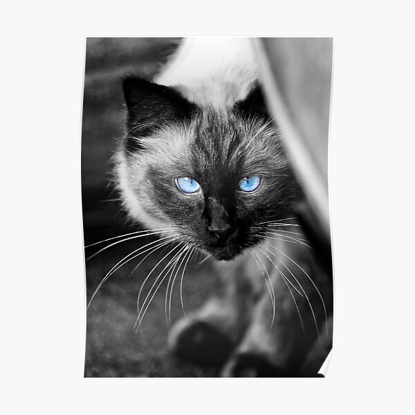 Ol Blue Eyes Poster