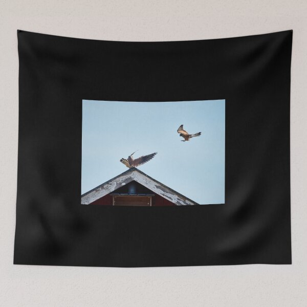 Item preview, Oh hello my love. Common kestrel designed and sold by Jouko Lehto Photography.