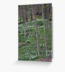 Nature's Carpet Greeting Card