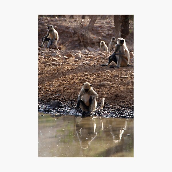 Endangered Dusky Leaf Monkeys / Langurs Greeting Card for Sale by  Studiopanda