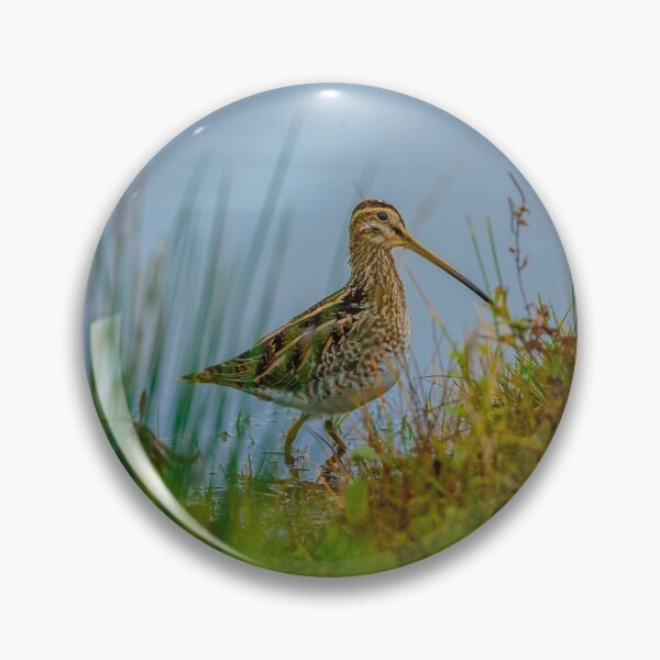 Item preview, Snipe at the waters edge designed and sold by Dalyndigital Photography.