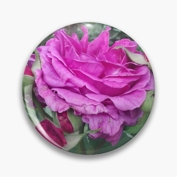 Item preview, Pink roses photograph designed and sold by esvb.