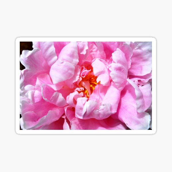 Pink Peony Sticker