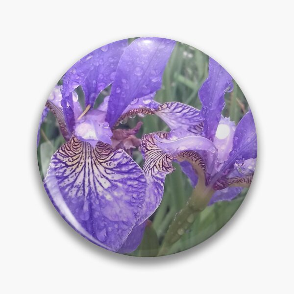 Item preview, Blue irises with raindrops photograph designed and sold by esvb.