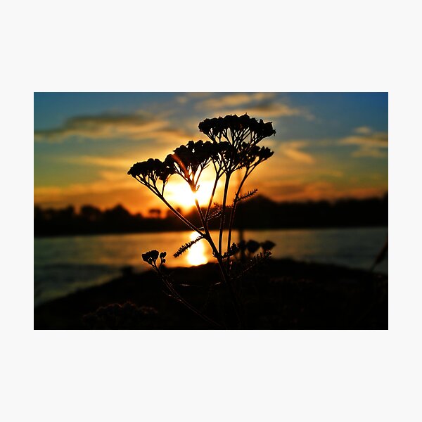 Photographic Print