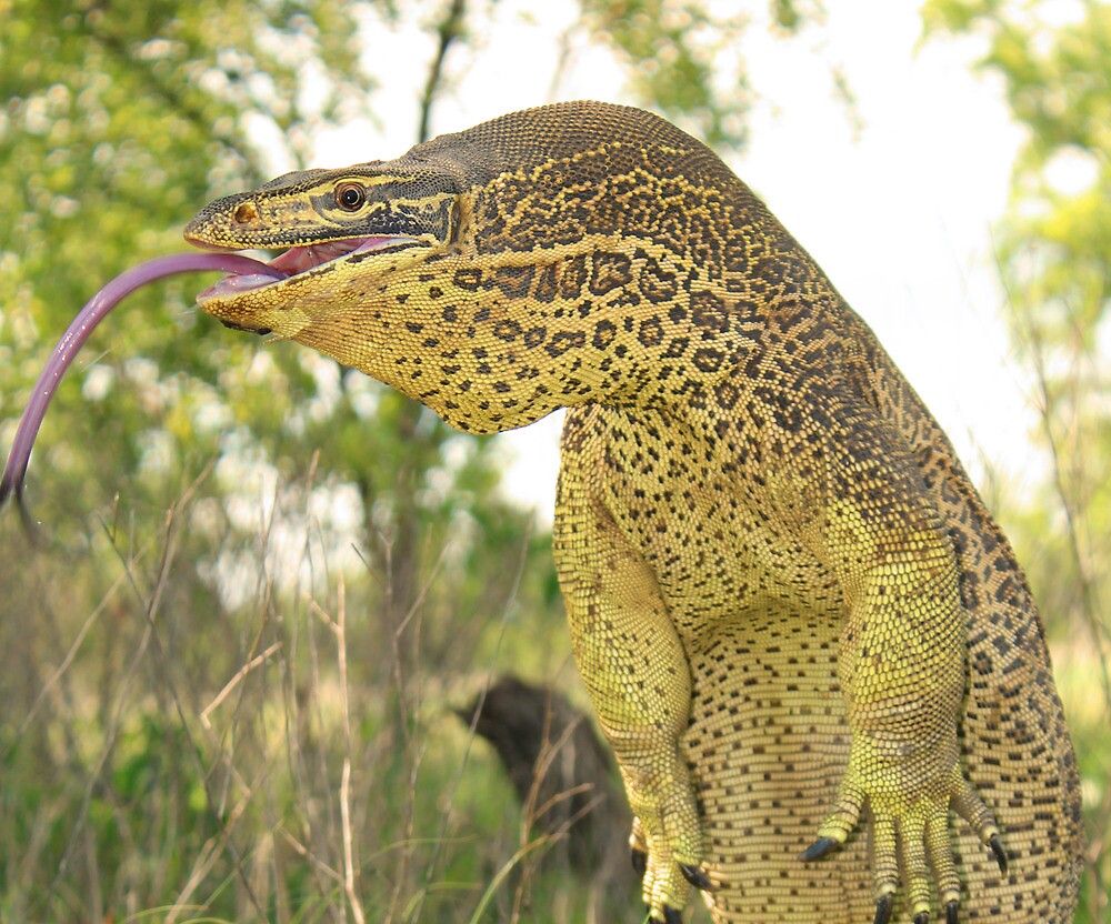 Yellow Spotted Monitor By Mattreptiles Redbubble yellow-spotted-monitor-by-mattreptiles-redbubble
