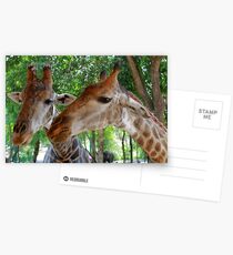 Giraffes Postcards