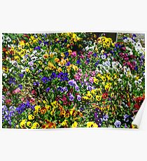 Pansies Flowers Poster