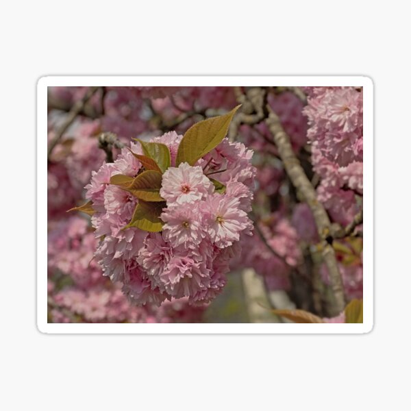Japanese cherry blossoms Sticker