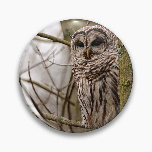 Item preview, Barred Owl - Presqu'ile Park designed and sold by Michael Cummings.