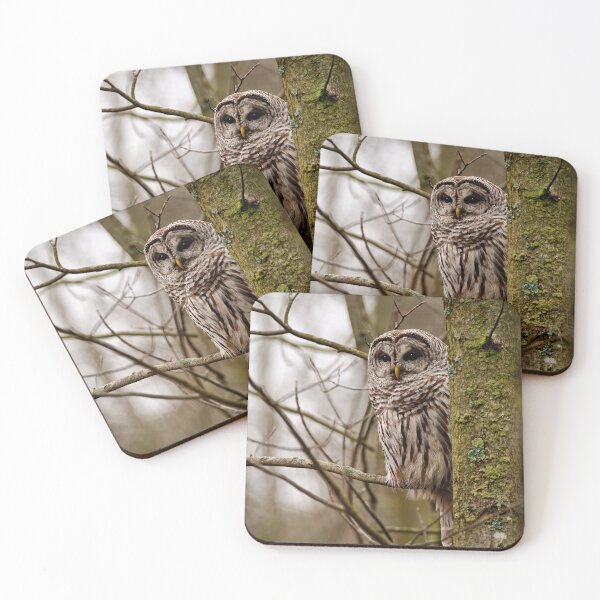 Item preview, Barred Owl - Presqu'ile Park designed and sold by Michael Cummings.